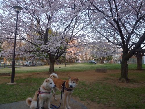 c0123890_20121386.jpg
