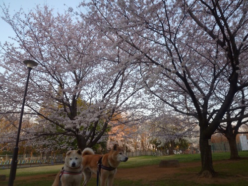 c0123890_20123483.jpg