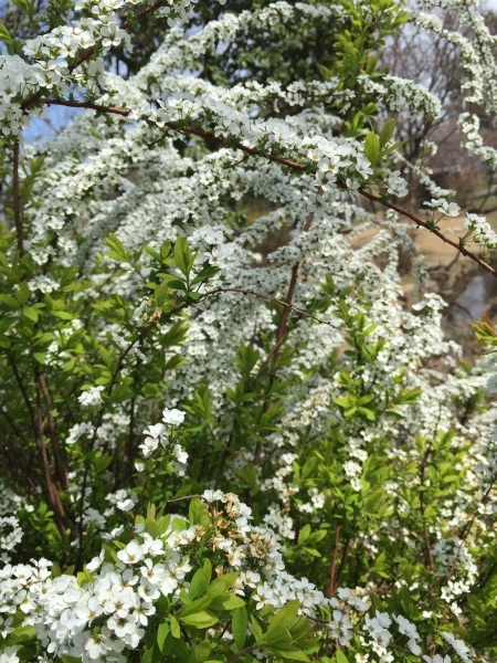 e0007801_01013071.jpg