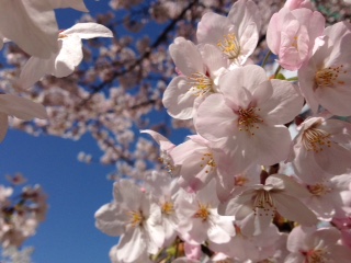 c0051529_1231515.jpg