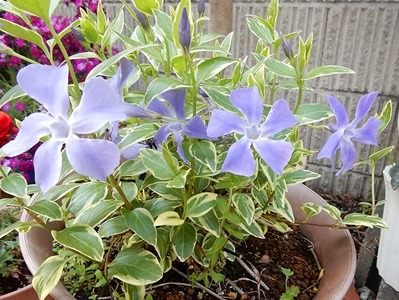 e0033229_20292019.jpg