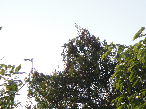 f0088731_034322.jpg