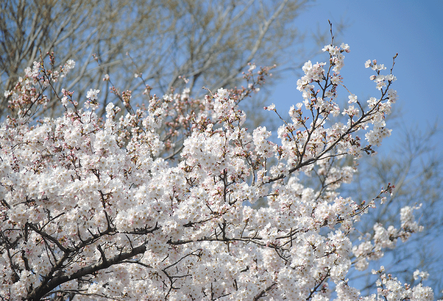 a0001354_2325643.gif