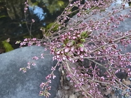 e0155085_18143529.jpg