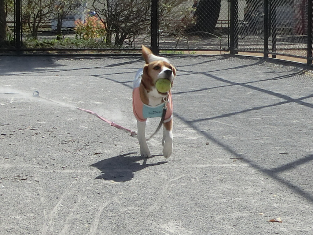 a0319693_21112160.jpg