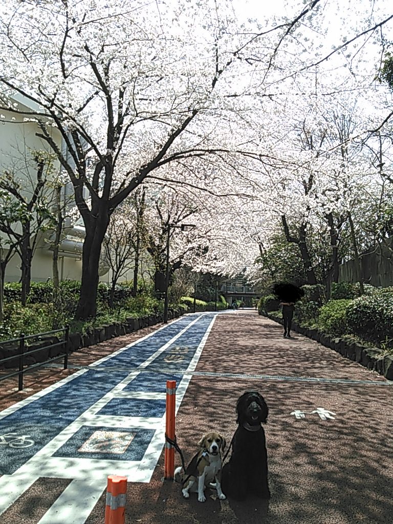 a0319693_9104288.jpg