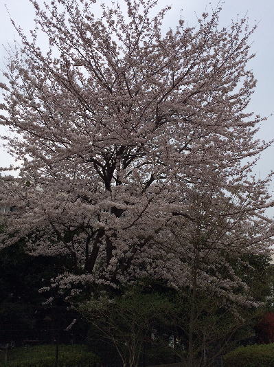 b0160300_2229270.jpg