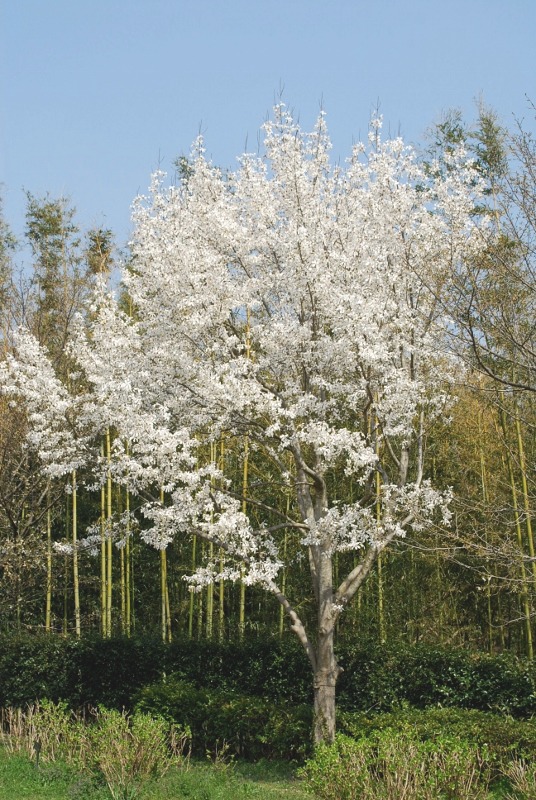 e0025300_16511676.jpg