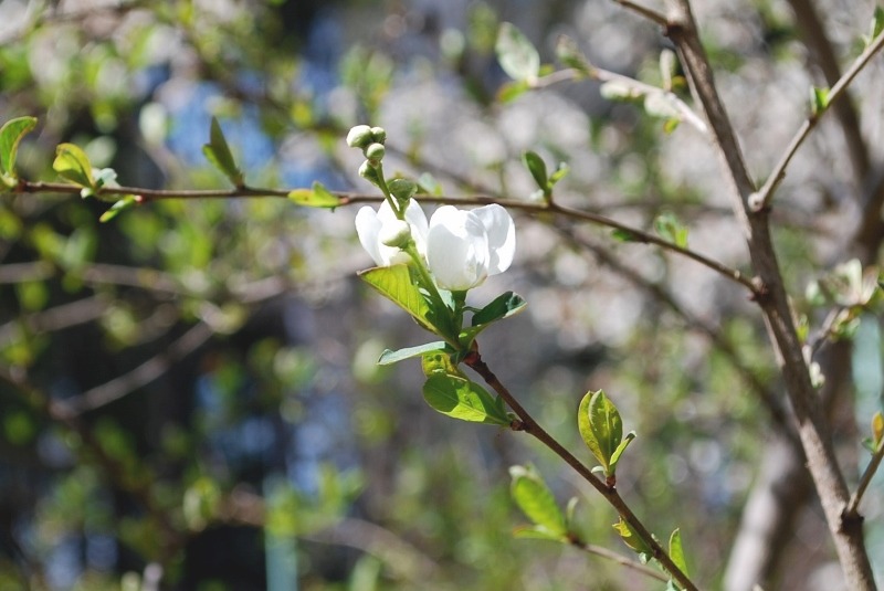 e0025300_173123.jpg