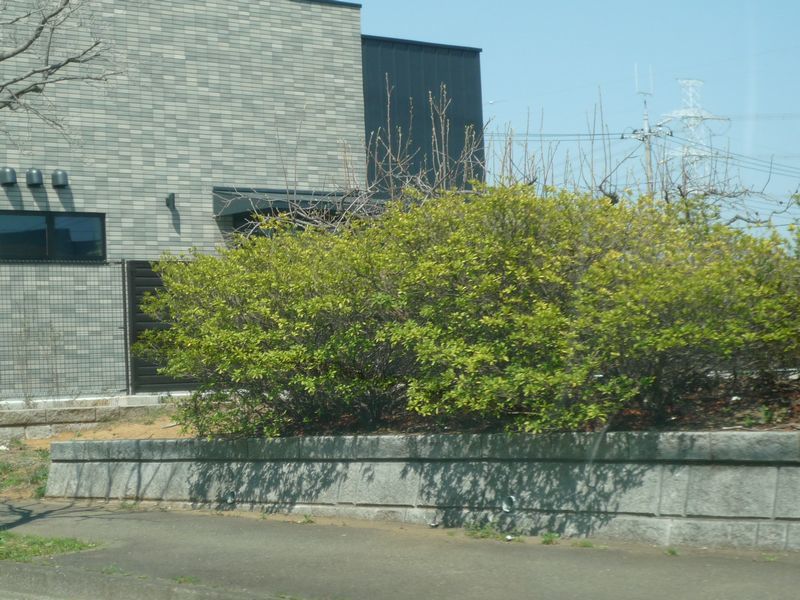 d0057701_11080007.jpg