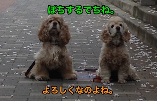 にほんブログ村 犬ブログ アメリカンコッカースパニエルへ