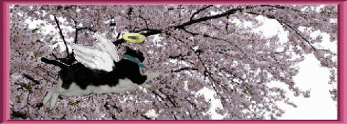 a0098027_22125746.gif