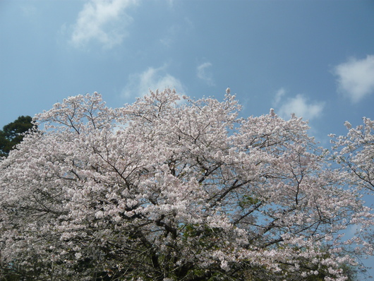 a0206332_1723325.jpg