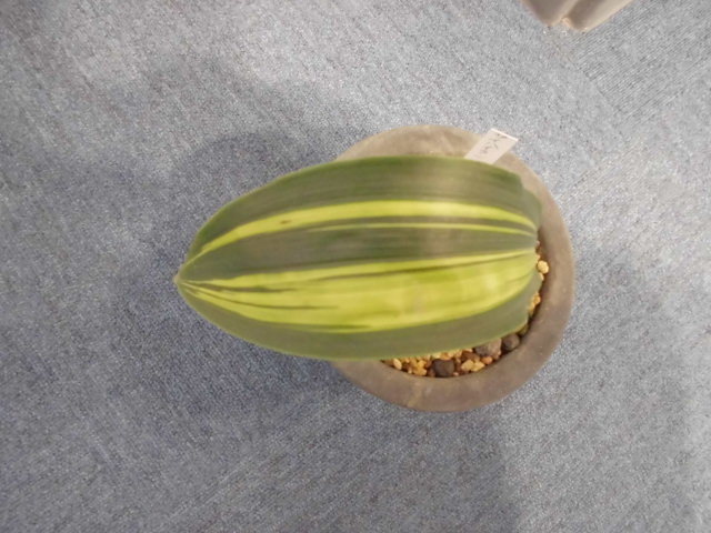 f0318967_20285972.jpg