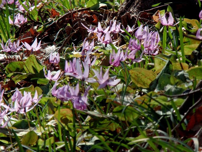 d0031171_891610.jpg
