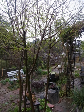 e0185787_1651767.jpg