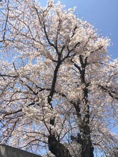 f0201297_00432896.jpg
