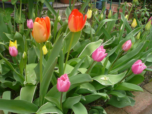e0026017_15361799.jpg