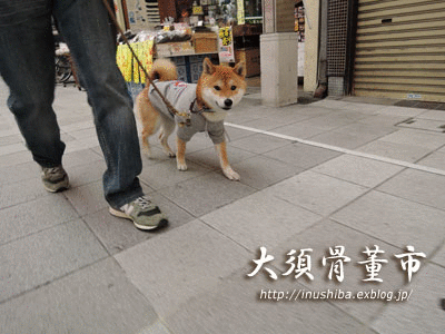 a0286855_6371188.gif