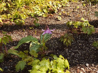 e0004756_21344976.jpg