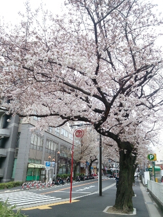 f0146466_1565437.jpg