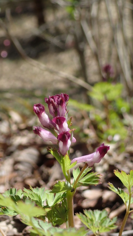e0024081_15500690.jpg