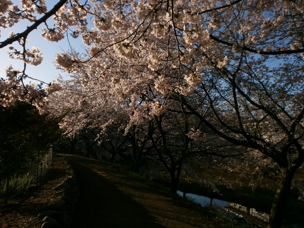 d0000995_19514692.jpg