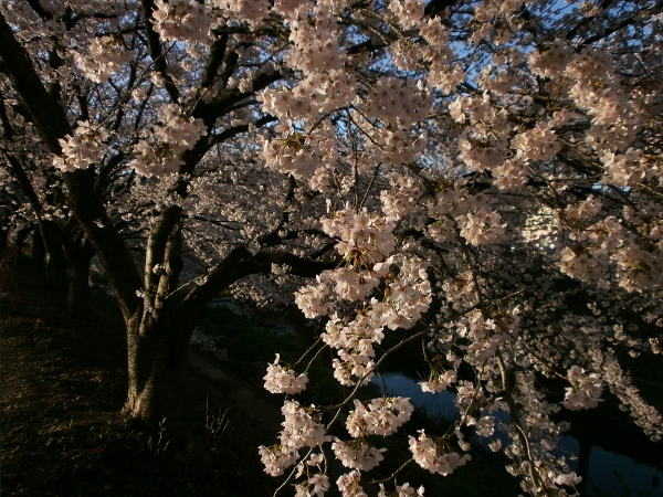 d0000995_1952685.jpg