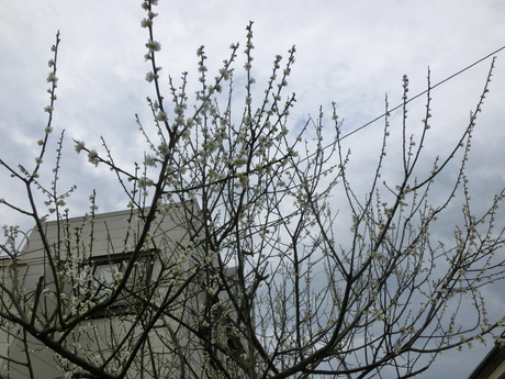 a0203003_10475224.jpg