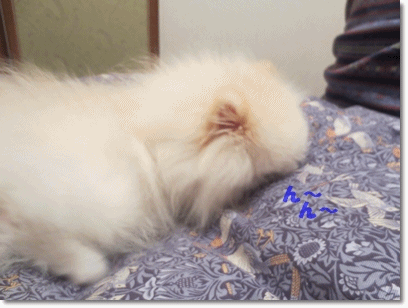 b0167519_19542537.gif