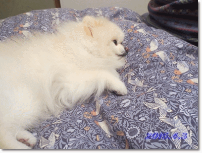 b0167519_19585677.gif