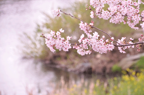 e0312121_21554812.gif