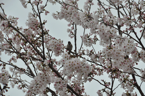 e0312121_2243636.gif