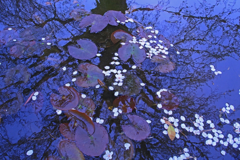 c0104227_15595494.jpg