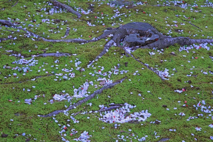c0104227_16454283.jpg