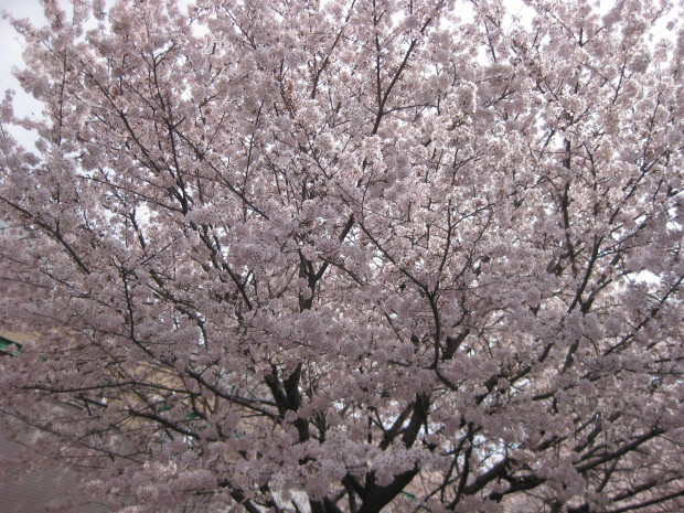 f0345263_23164783.jpg