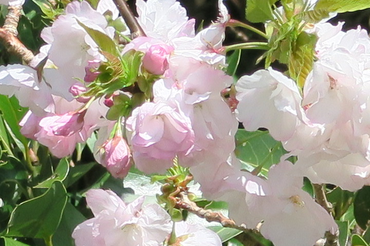 e0292172_20531218.jpg
