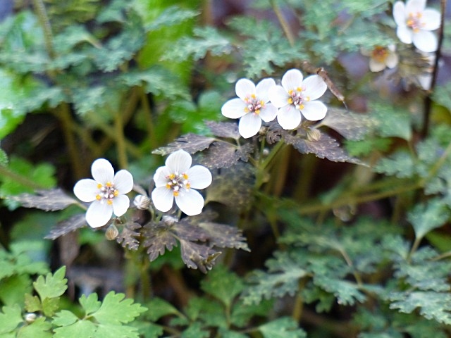 f0357487_10213665.jpg