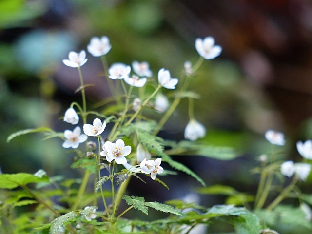 f0357487_1053862.jpg