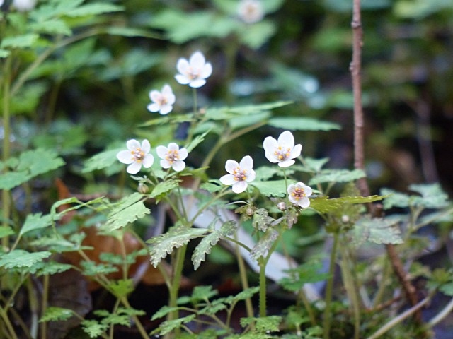 f0357487_1063477.jpg