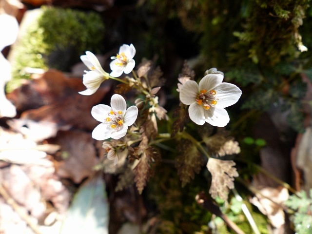 f0357487_9571666.jpg
