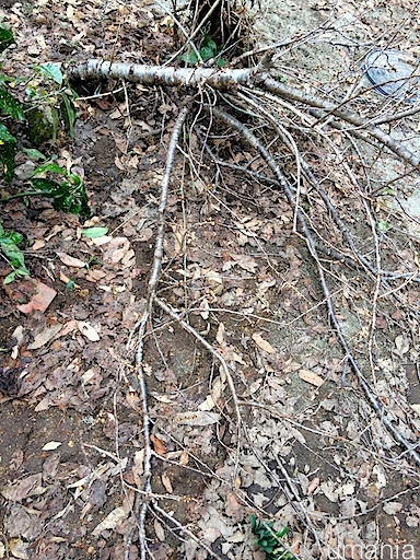 b0061004_17315235.jpg