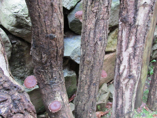 f0341616_17371043.jpg