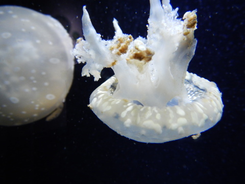 f0118332_00250056.jpg
