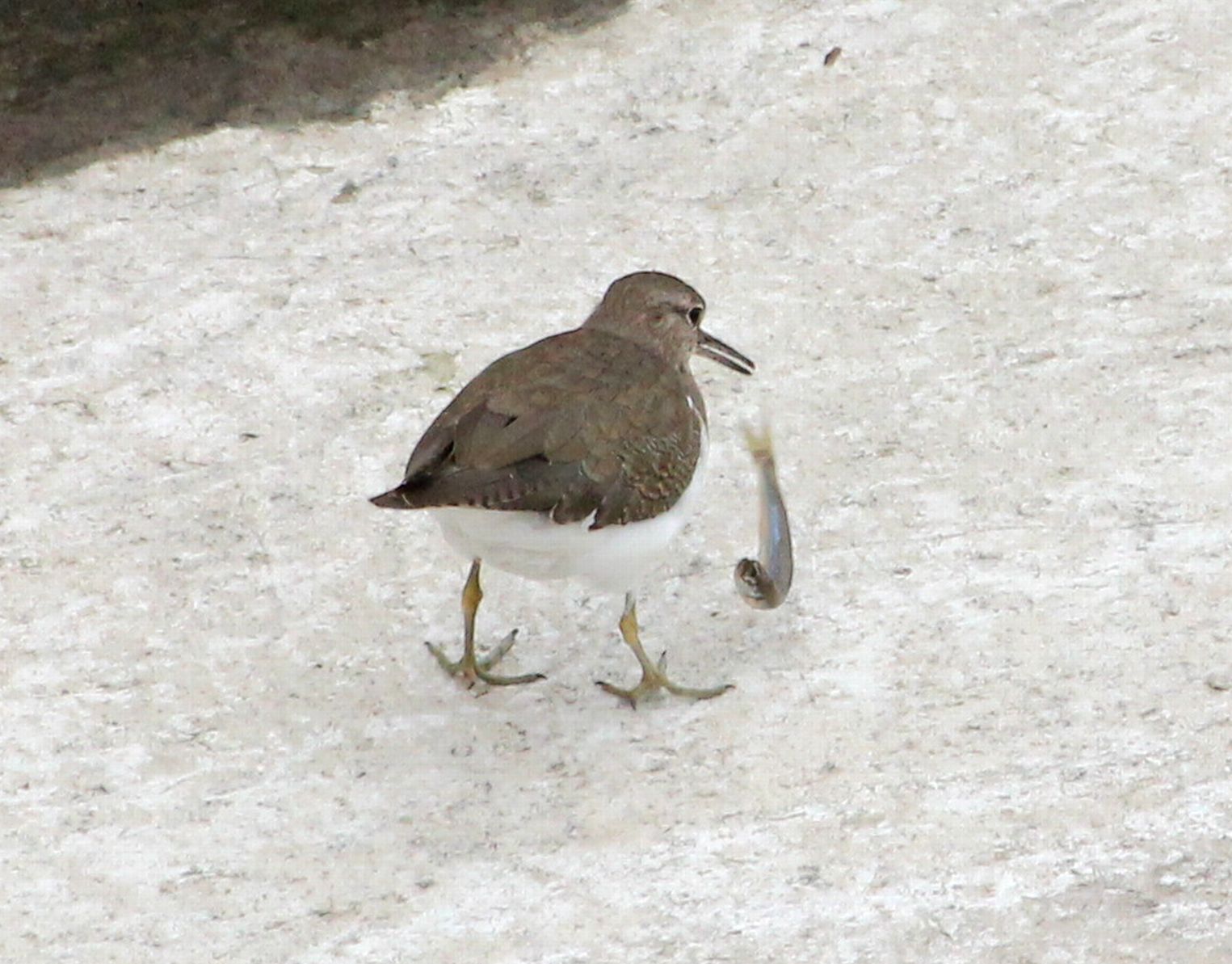 e0149934_2232365.jpg