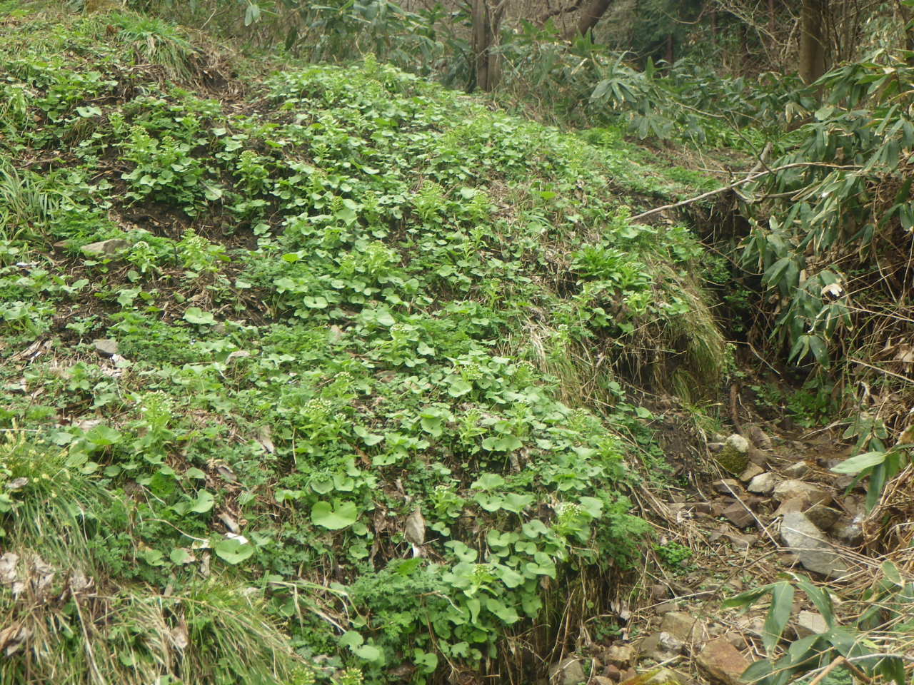 c0300035_1182927.jpg