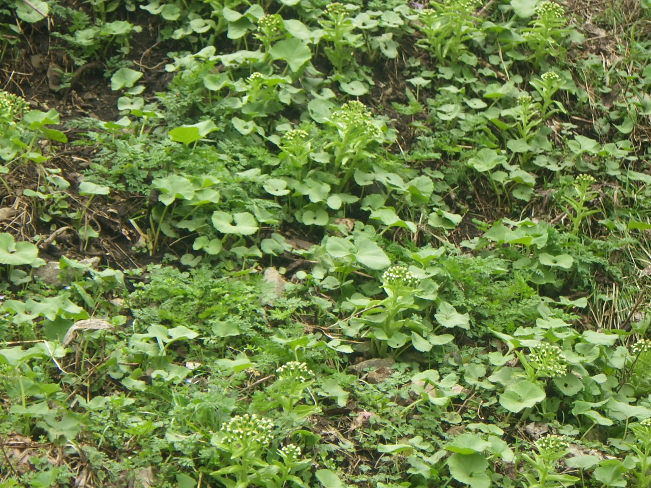 c0300035_118375.jpg
