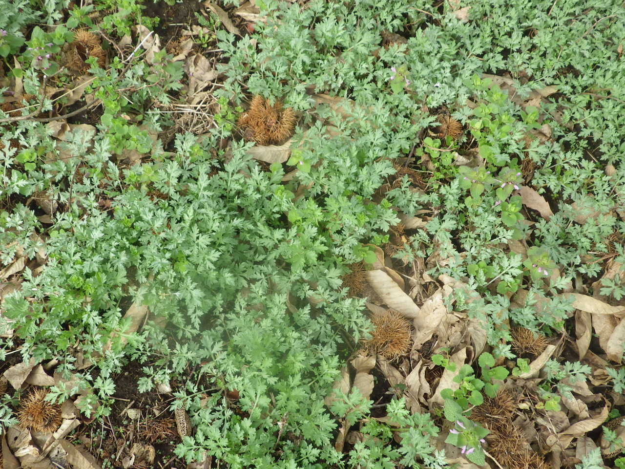 c0300035_16133056.jpg