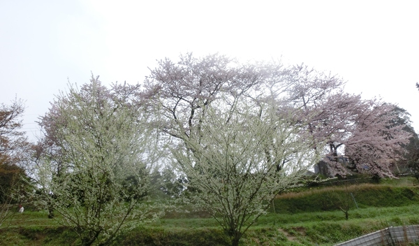b0132746_23192882.jpg