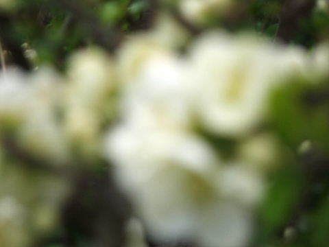 e0088260_09193688.jpg